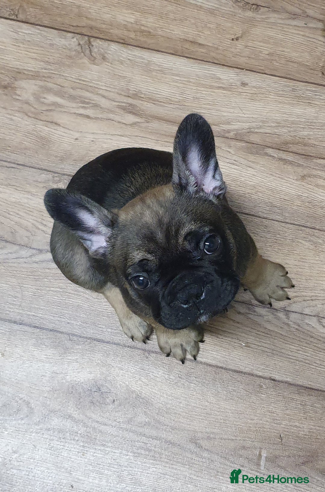 French Bulldog dogs for sale: 1 beautiful Chilled Male French Bulldog - Image 11