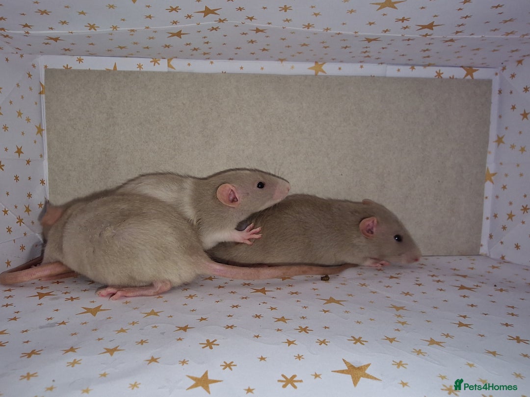 Rat rodents for sale: Baby dumbo rats - Advert 2