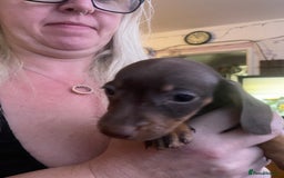 Dachshund dogs for sale: Beautiful dachshund puppies ready now - Image 9