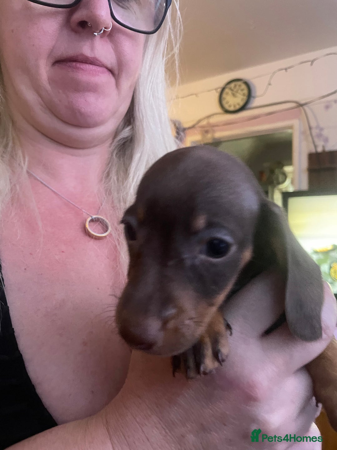 Dachshund dogs for sale: Beautiful dachshund puppies ready now - Image 9
