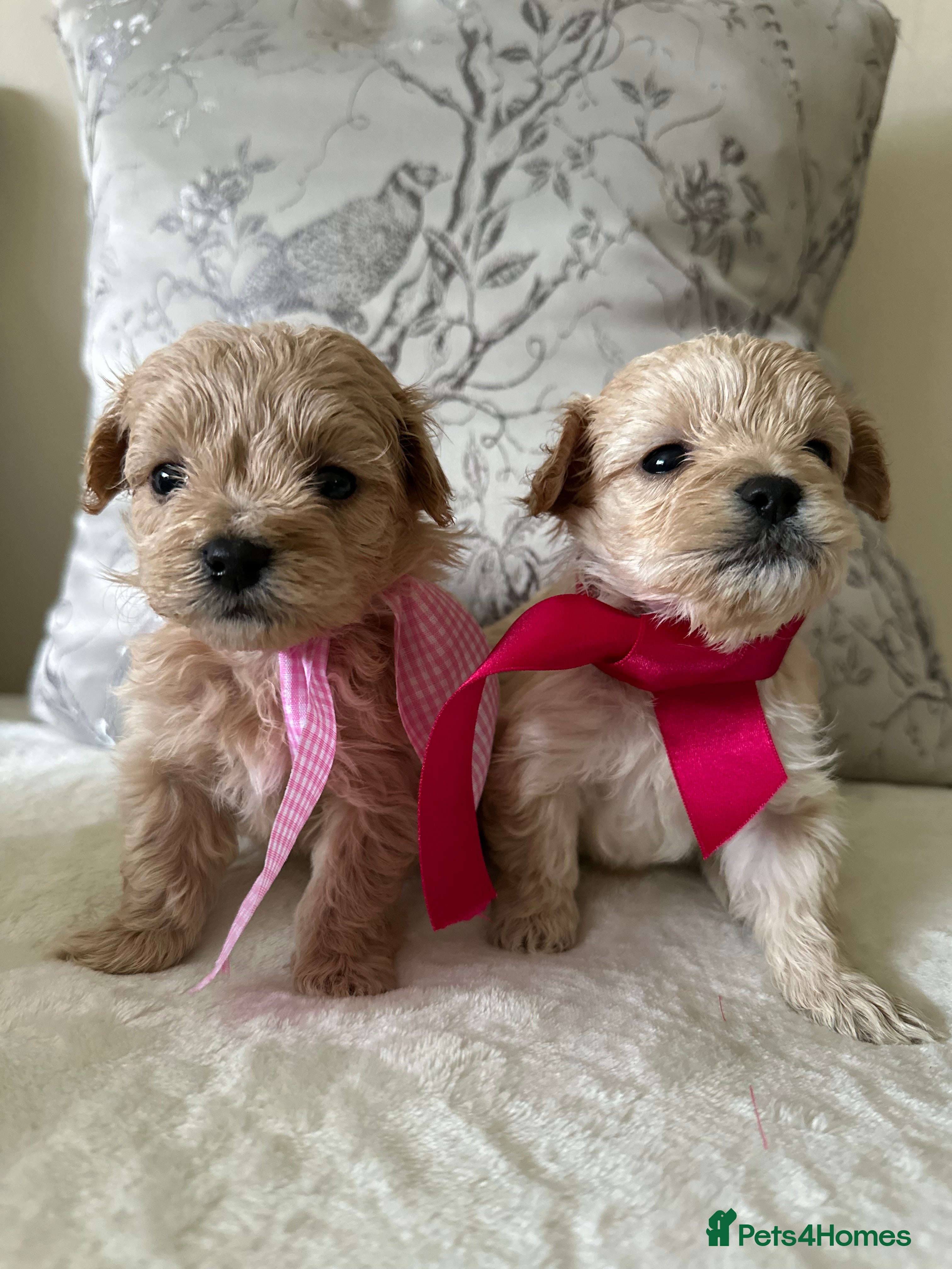 Maltipoo dogs Beautiful Maltipoo Puppies - Advert 4