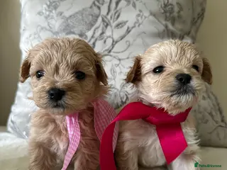 Maltipoo dogs Beautiful Maltipoo Puppies - Advert 4