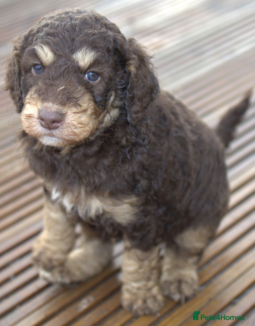 Labradoodle dogs for sale: 🐾🌈 Bred for Potential, Raised for Resilience🐾🌈 - Advert 9