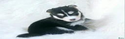 Pomsky dogs for sale: STUNNING POMSKY PUPPIES  - Advert 6