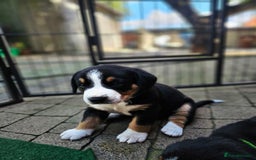 Entlebucher Mountain Dog dogs for sale: Entlebucher Mountain Dog - Image 20