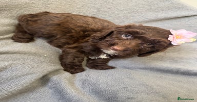 Cockapoo dogs F1 cockerpoo puppies  - Advert 6