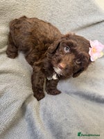 Cockapoo dogs F1 cockerpoo puppies - Advert 6