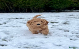 Mini Goldendoodle dogs for sale: Miniature Goldendoodle F1b Puppies - Image 2