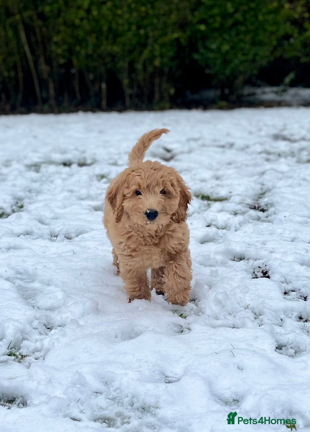 Mini Goldendoodle dogs for sale: Miniature Goldendoodle F1b Puppies - Image 2