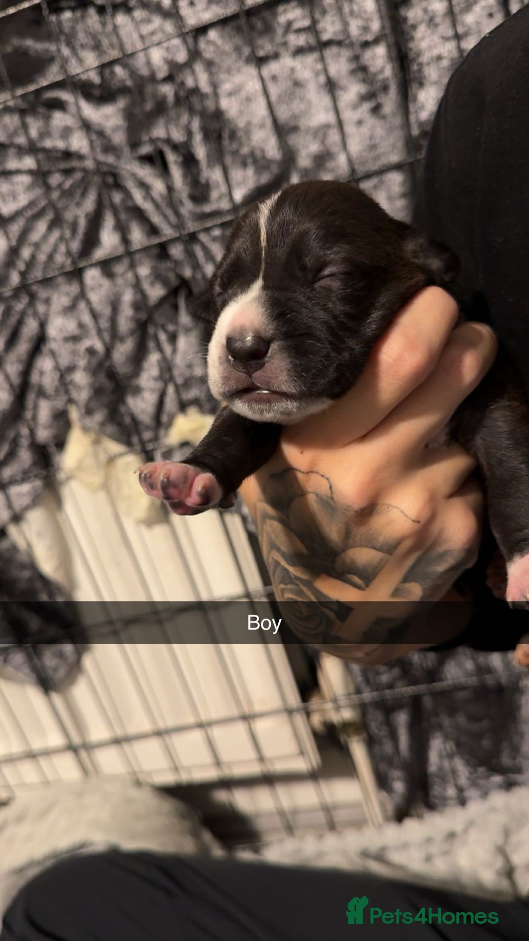 Mixed Breed dogs for sale: 9 cane corse/ staff pups  - Image 6