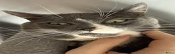 Domestic Shorthair cats for sale: Sandwich - Advert 8