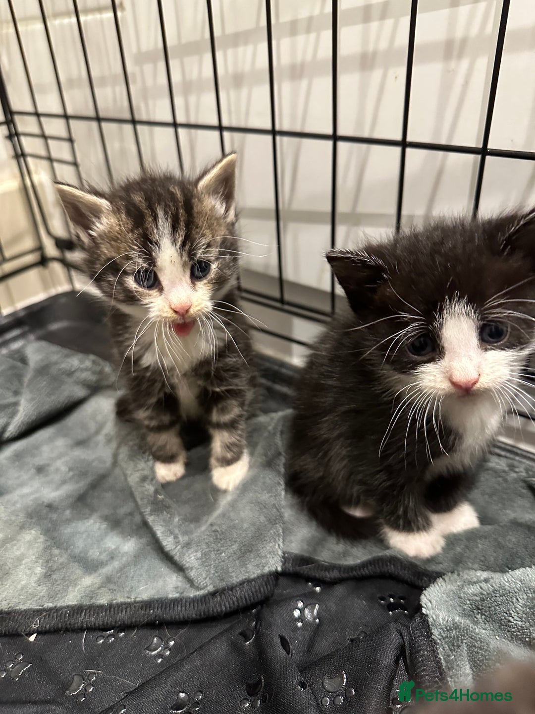 Domestic Shorthair cats for sale: Kittens - Image 12