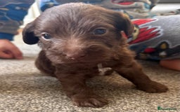 Jackapoo dogs for sale: Adorable Jackapoo puppies - Image 12