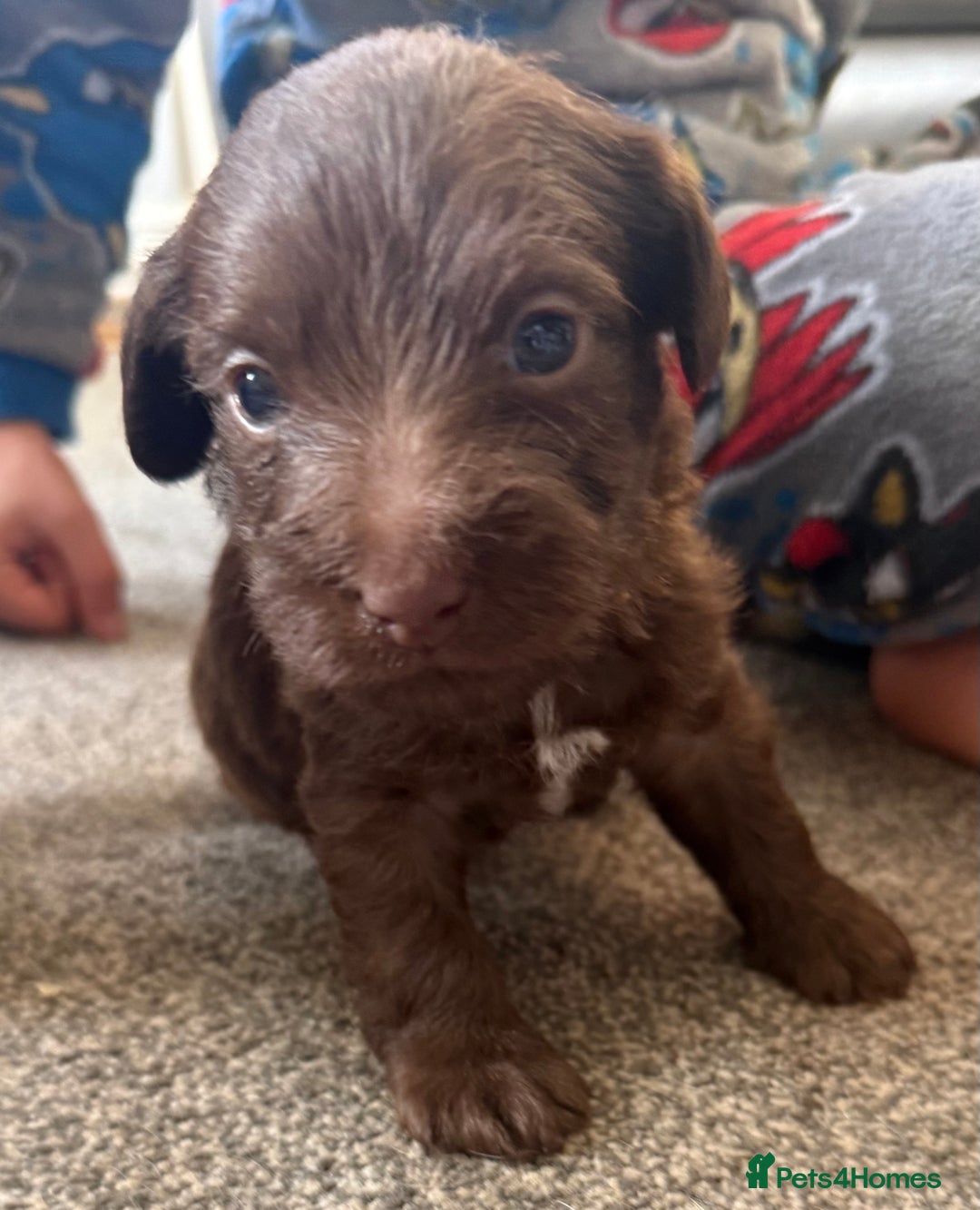 Jackapoo dogs for sale: Adorable Jackapoo puppies - Image 12