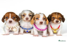 Miniature Dachshund dogs for sale: Quality miniature Dachshunds Liverpool  - Image 3
