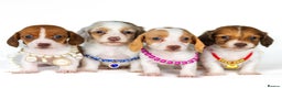 Miniature Dachshund dogs for sale: Quality miniature Dachshunds Liverpool  - Advert 3