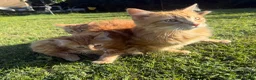 Mixed Breed cats for sale: Kittens for sale in Harlow - Advert 8
