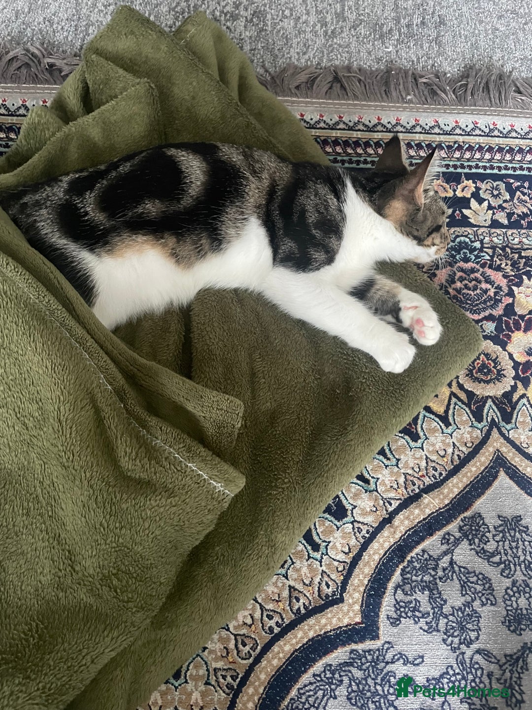 Domestic Shorthair cats for sale: Domestic shorthair kitten 4-5 month old  - Advert 2