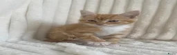 Mixed Breed cats for sale: Fluffy ginger kitten  - Advert 7
