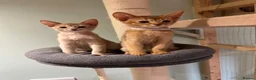 Abyssinian cats for sale: Abyssinian kittens  - Advert 12