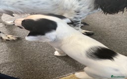 Cocker Spaniel dogs for sale: 🐾 3 KC Reg Blue Roan Cocker Spaniels for sale 🐾  - Image 11