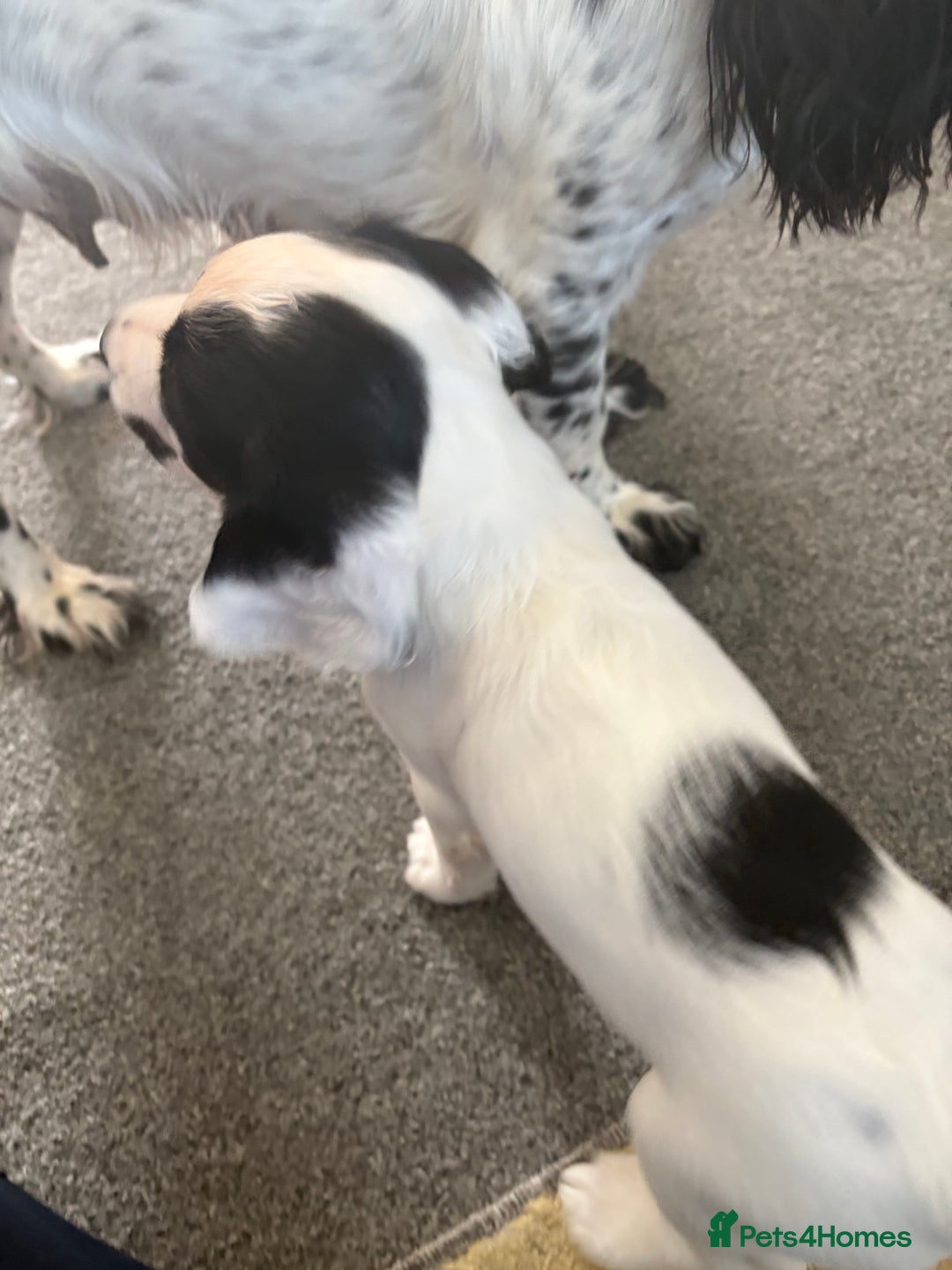 Cocker Spaniel dogs for sale: 🐾 3 KC Reg Blue Roan Cocker Spaniels for sale 🐾  - Image 11