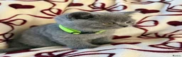 British Shorthair cats for sale: Beautiful British Shorhair Kittens for Sale - Advert 13