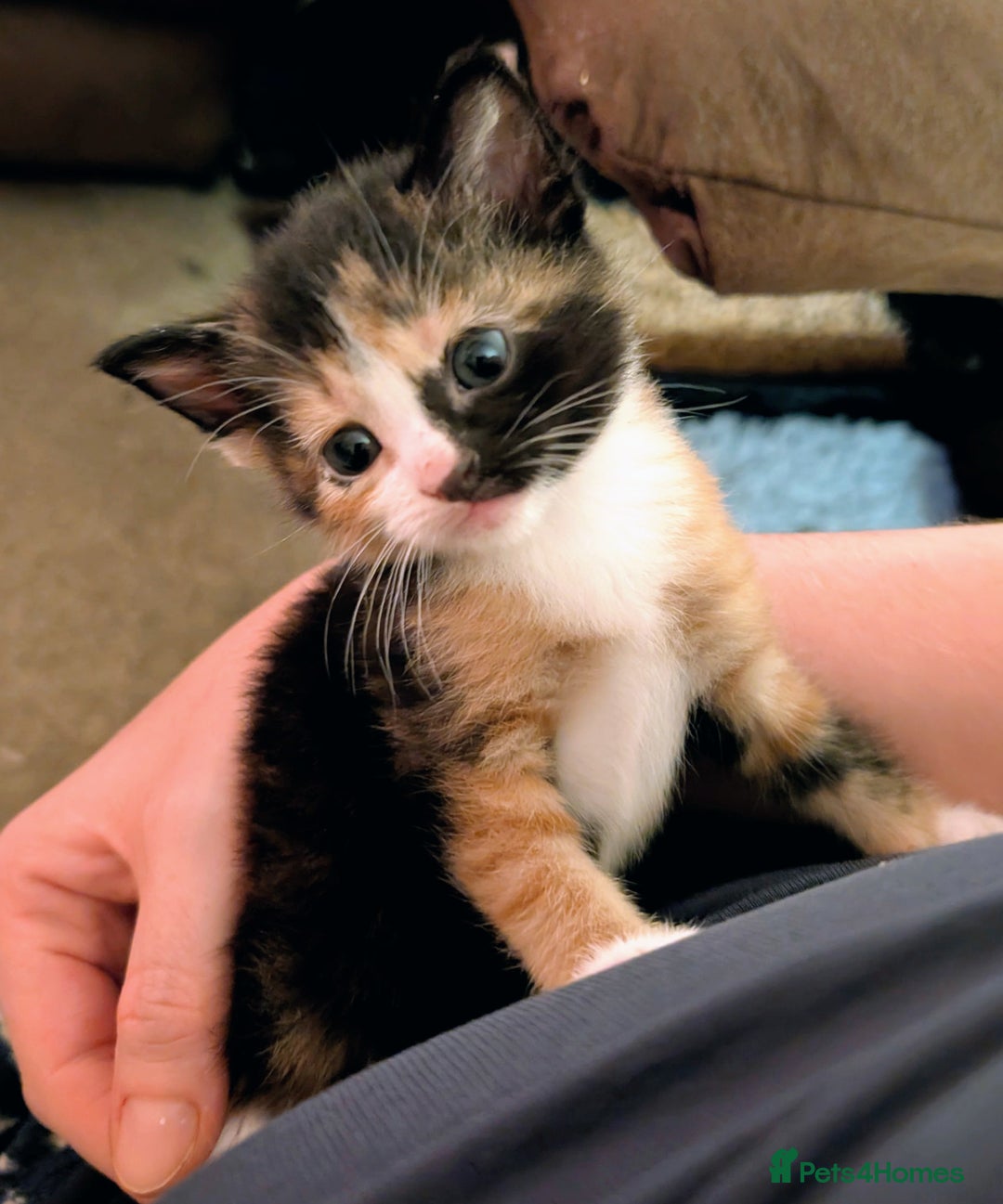 Mixed Breed cats for sale: Stunning kittens looking for loving forever homes - Advert 5