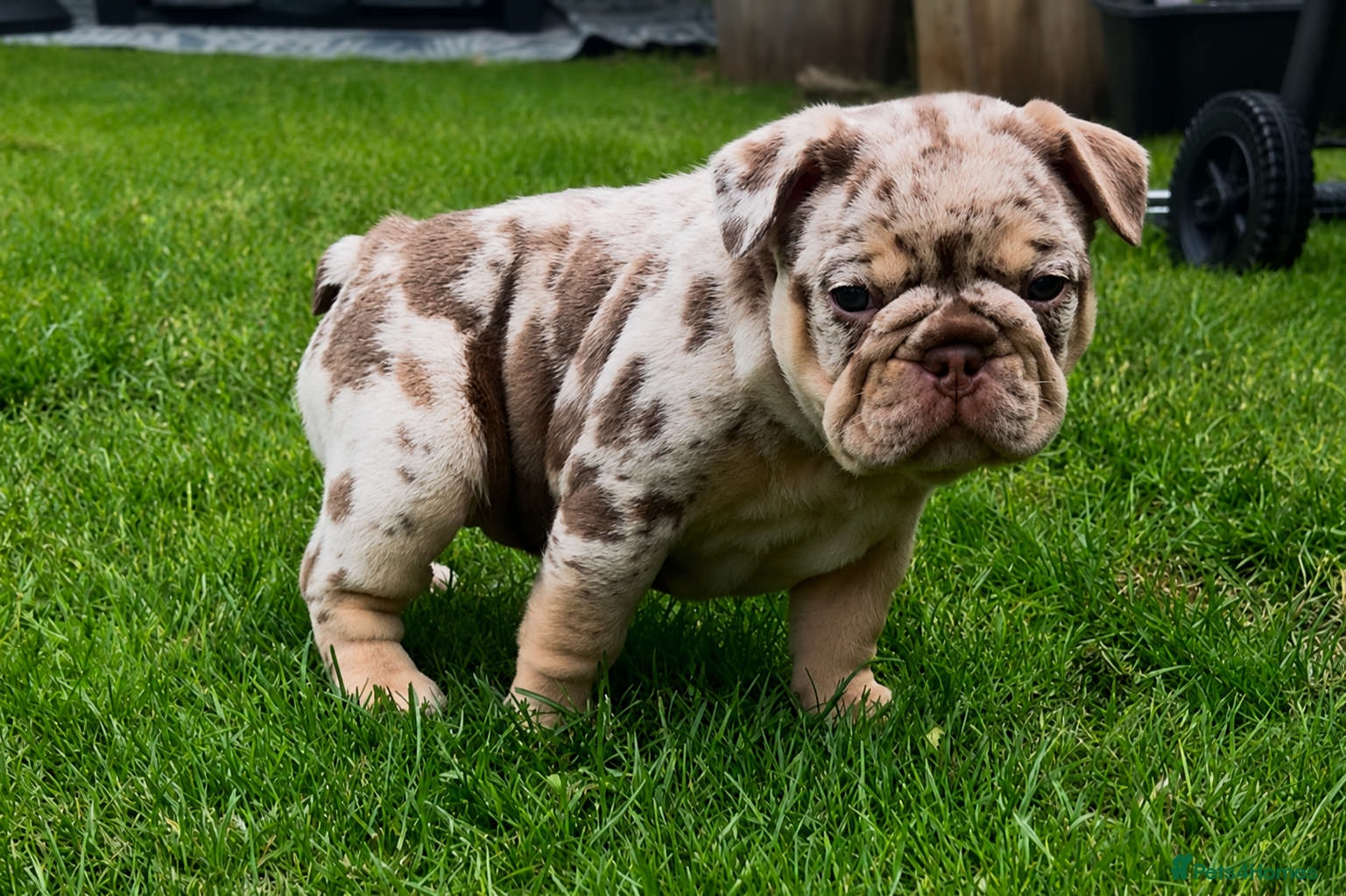 French Bulldog dogs RAINBOW LITTER FRENCH BULLDOGS - Advert 2