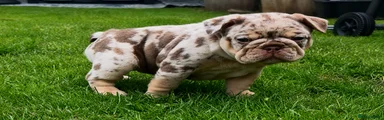 French Bulldog Puppy 3