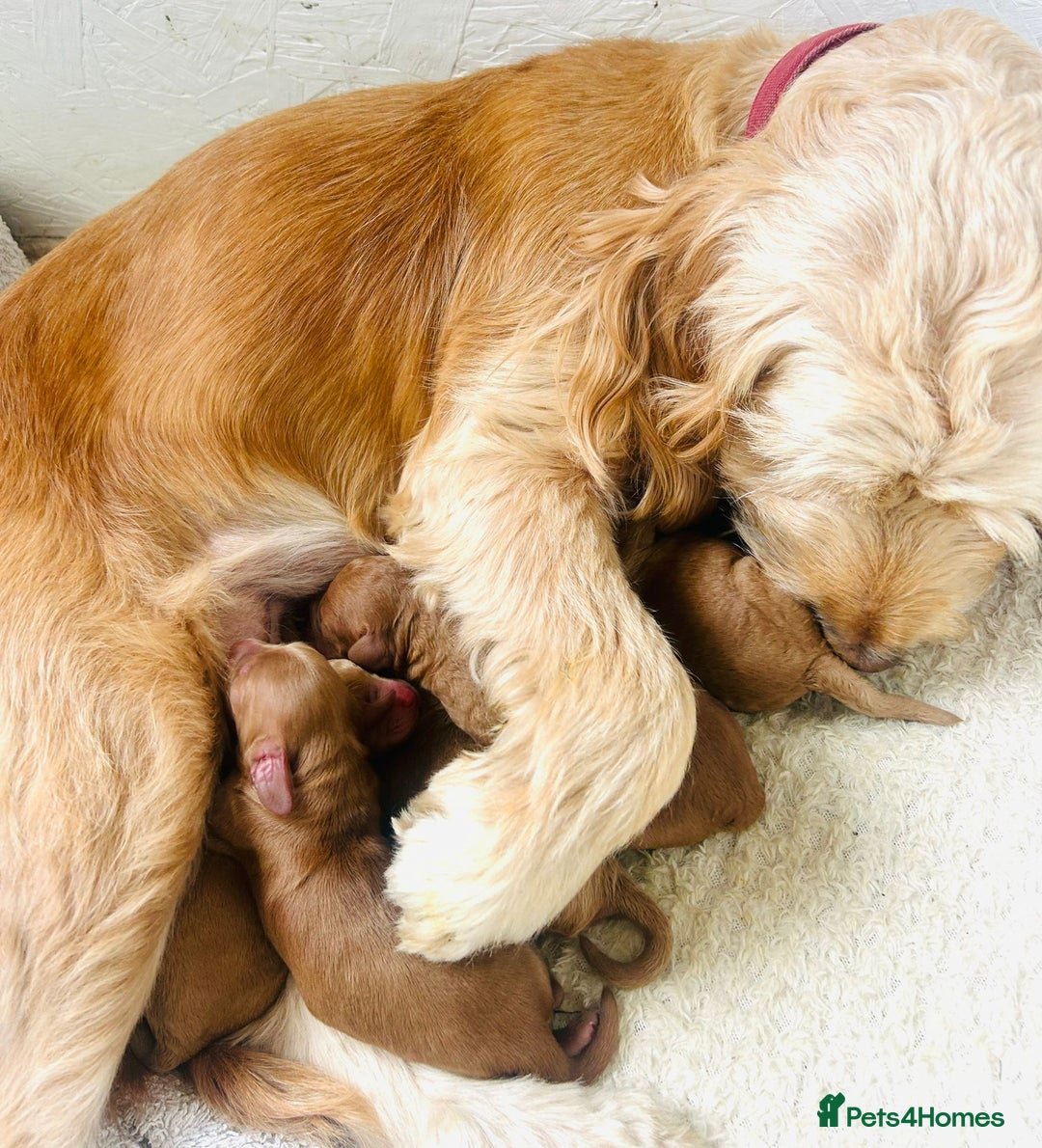 Cockapoo dogs for sale: Cockerpoo Pups by POLICE K9 Behaviourist  - Image 19