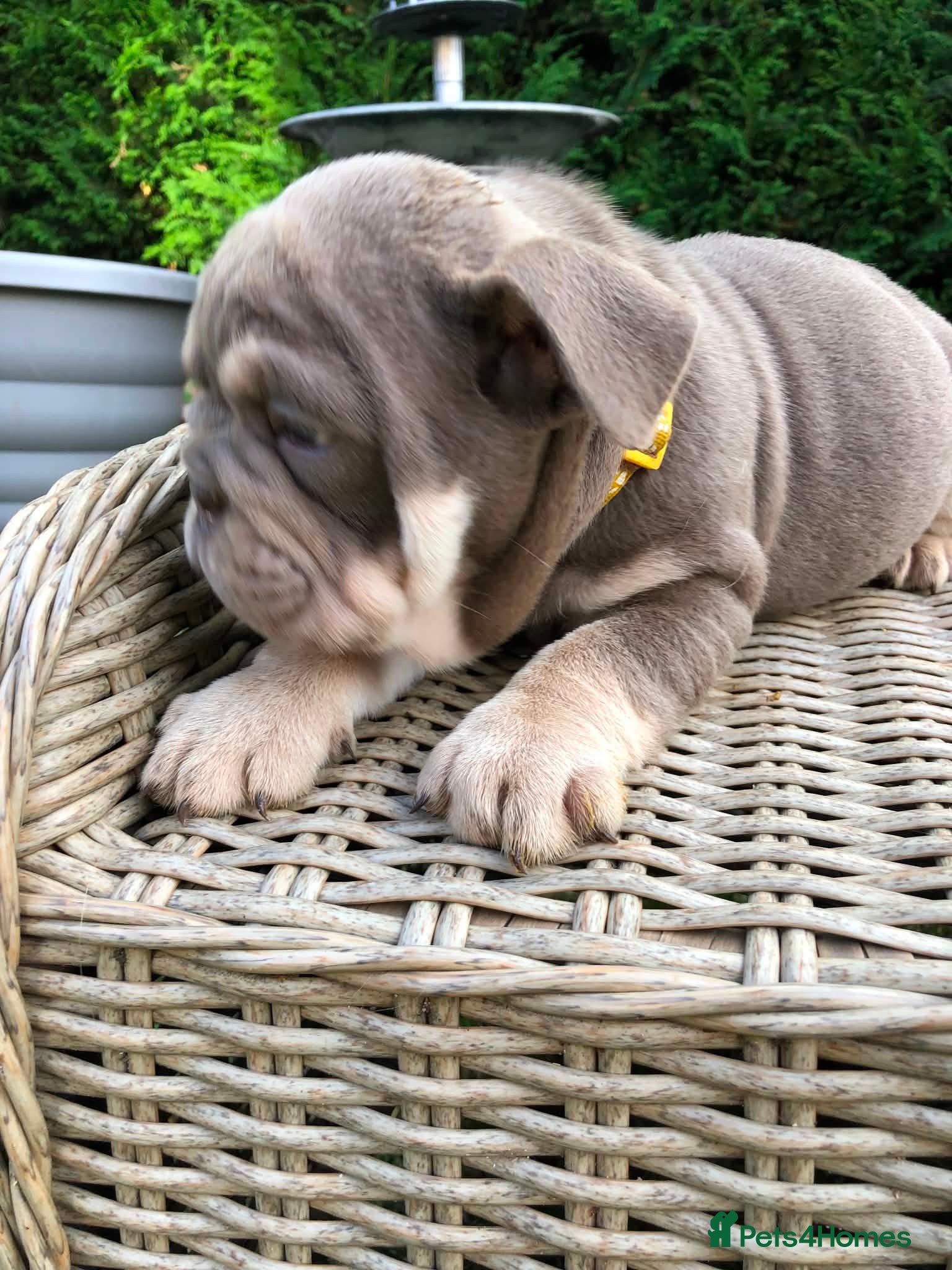 English Bulldog dogs for sale: English bulldog puppies in Doncaster - Advert 7