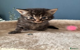 Mixed Breed cats for sale: Gorgeous, tan, black, grey Tabby Male Kitten 🐱  - Image 1