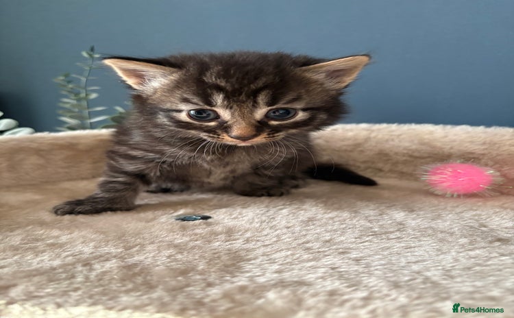 Mixed Breed cats - Advert 1