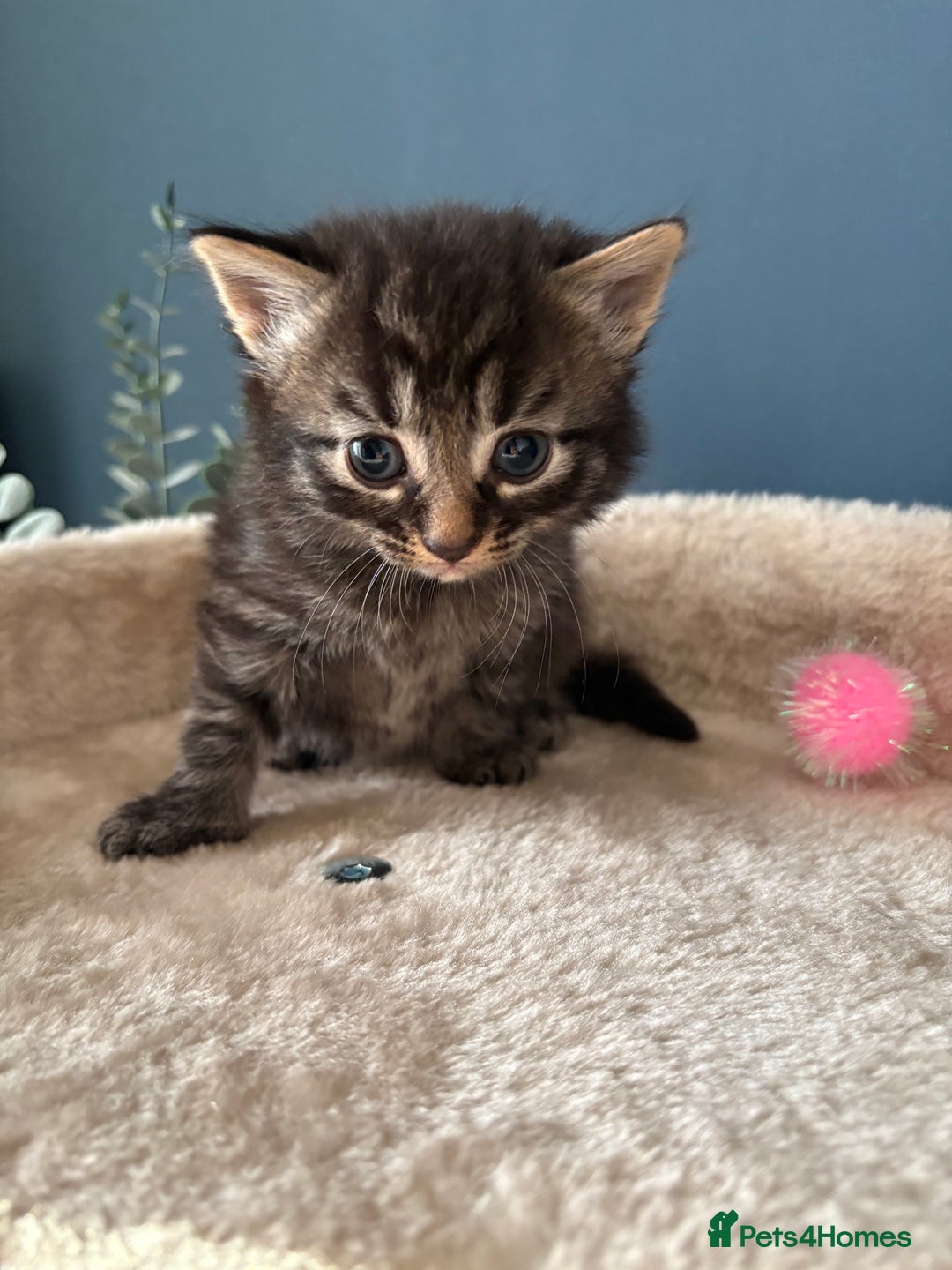 Mixed Breed cats for sale: Gorgeous, tan, black, grey Tabby Male Kitten 🐱  - Image 1