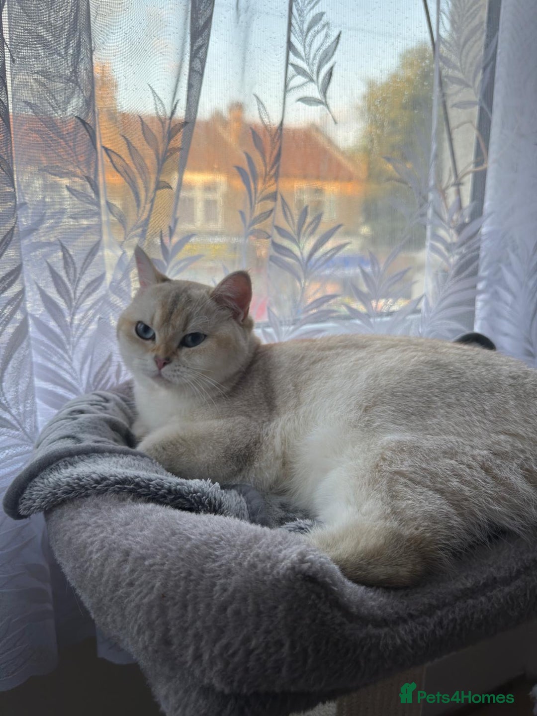 British Shorthair cats for sale: British Shorthair–Calm,Friendly and Family Loving  - Image 4