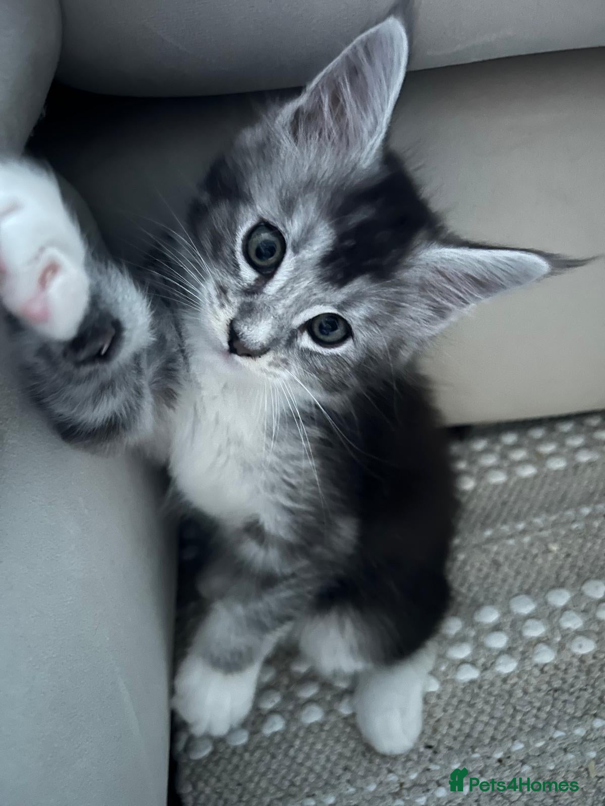 Maine Coon cats Maine coon stunning silver/blue shaded  - Advert 13