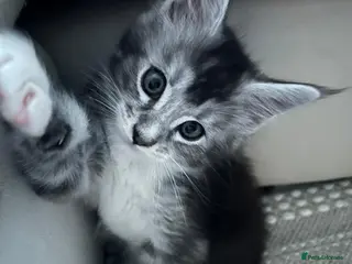 Maine Coon cats Maine coon stunning silver/blue shaded - Advert 2