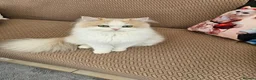 British Longhair cats for sale: 🌟 Stunning Golden Shaded British Longhair Girl 🌟 in Corby - Advert 9