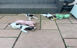 English Springer Spaniel dogs for sale: Superb DNA KC Champion Bred Working Springer Pups - Image 12