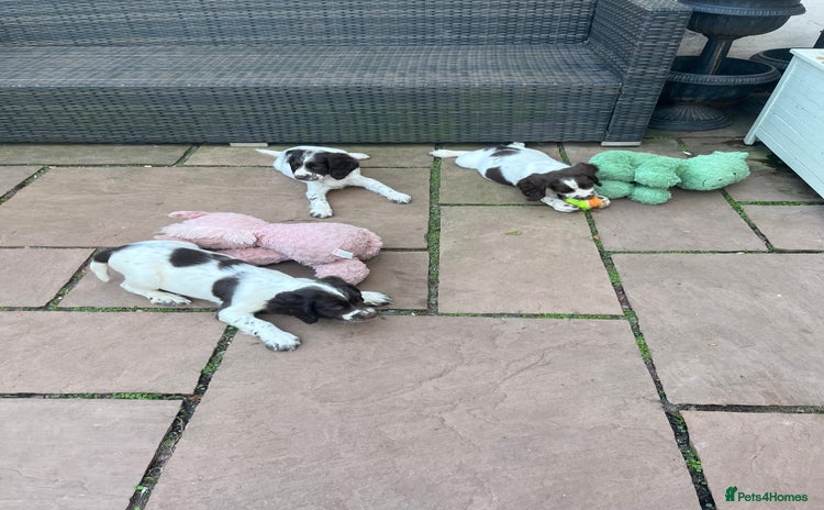 English Springer Spaniel dogs - Advert 2