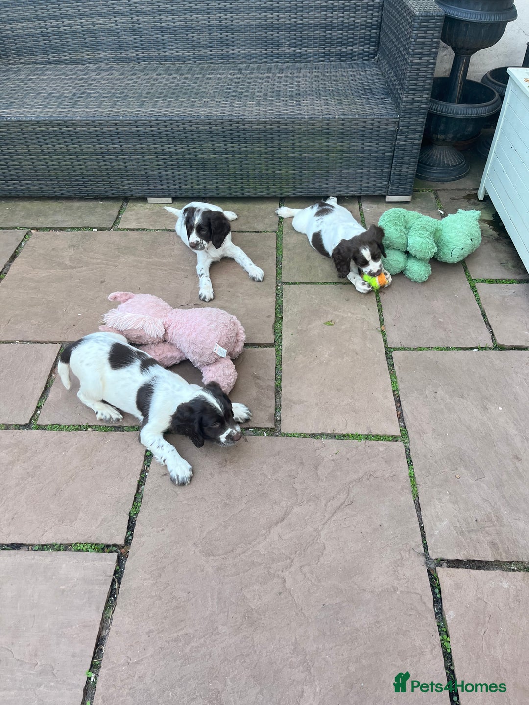 English Springer Spaniel dogs for sale: Superb DNA KC Champion Bred Working Springer Pups - Image 12