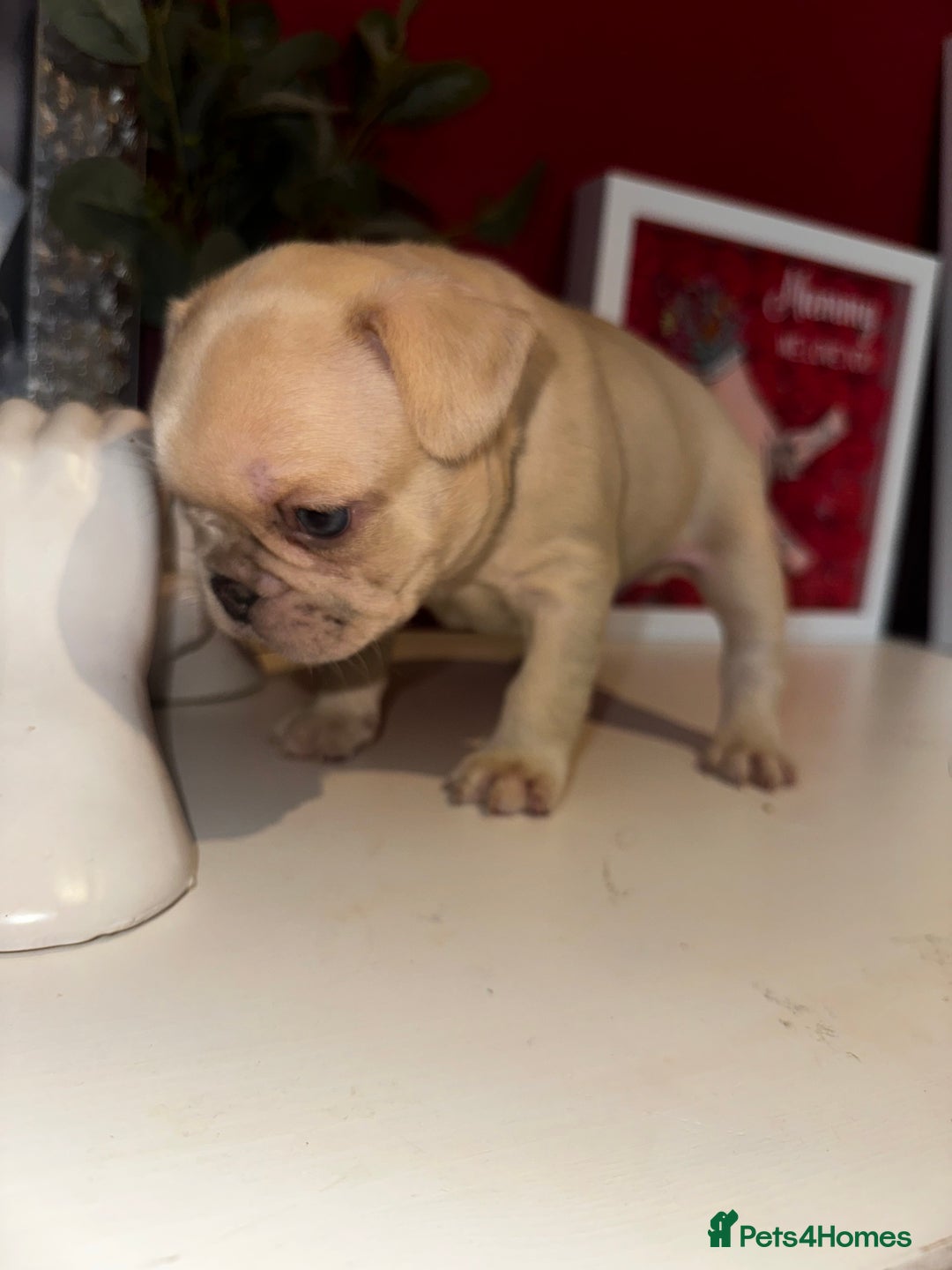 French Bulldog dogs for sale: French bulldog puppies - boys - Advert 7