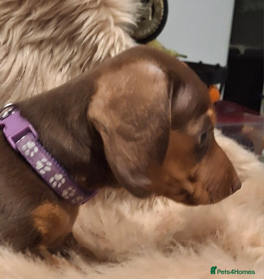 Miniature Dachshund dogs for sale: Gorgeous KC Registered Miniature Dachshund Puppies - Image 3