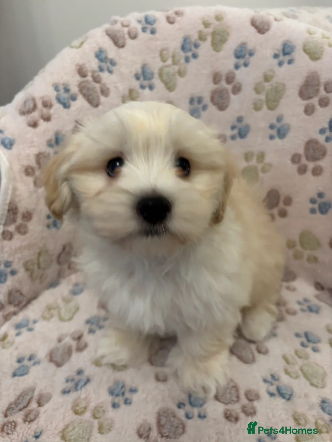 Maltipoo dogs for sale: Maltipoo - Advert 9