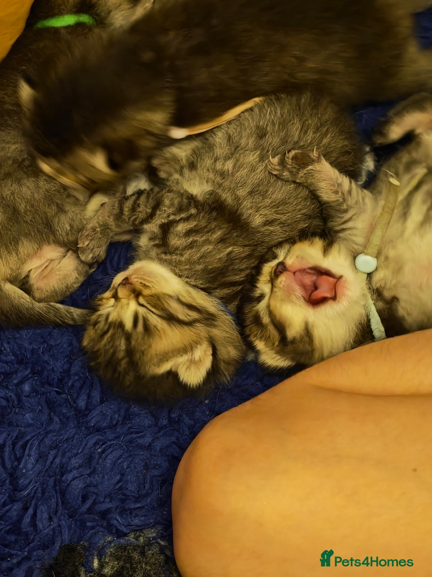 Scottish Fold cats Scottish fold kittens have arrived!!!  - Advert 19