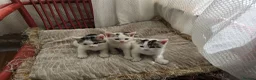 Mixed Breed cats for sale: Adorable9-Week-Old Kittens Looking forLoving Homes - Advert 11