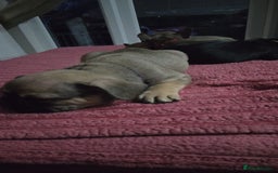 French Bulldog dogs for sale: French bull dog Puppies - Image 19