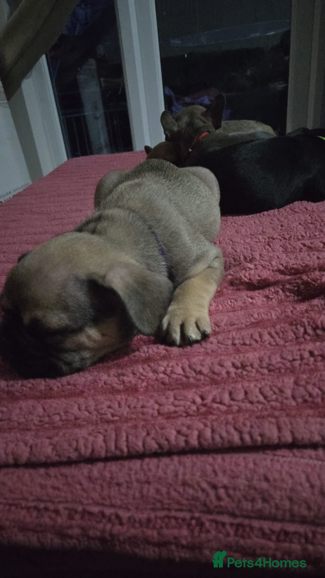 French Bulldog dogs for sale: French bull dog Puppies - Image 19