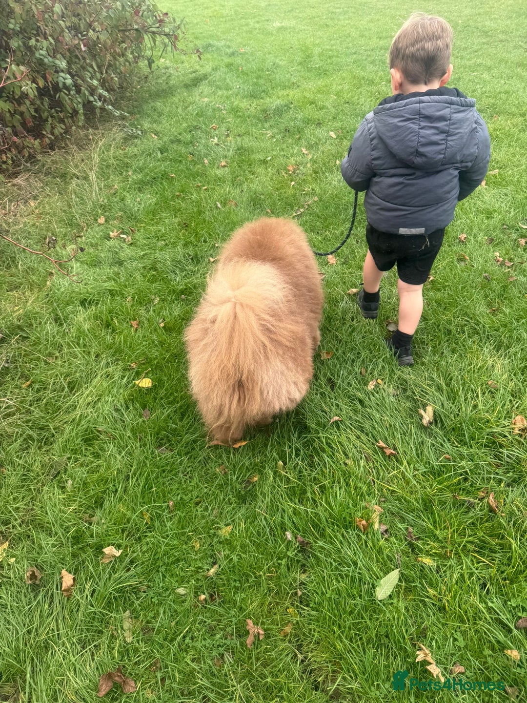 Chow Chow dogs for sale: Russian Lilac male chow chow - Image 2
